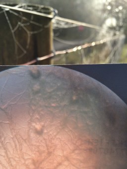 cobweb-fence-bacillass