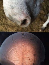 5_raw_aliassmuzzletonguebacillusmap