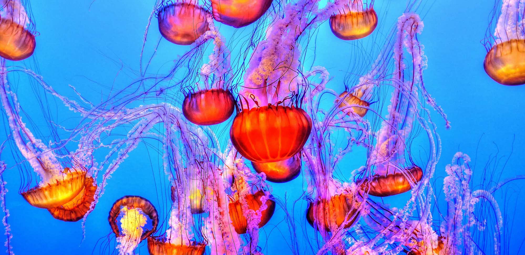 jellyfish-931714